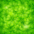 Clover leaf background
