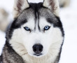 Close up on blue eyes of husky Close up on blue eyes of husky
