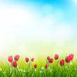 Spring background with tulips