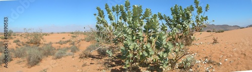 Photo: Désert marocain Désert marocain