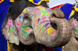 Decorated elephant at the elephant festival in Jaipur.