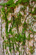 Tree bark texture with moss