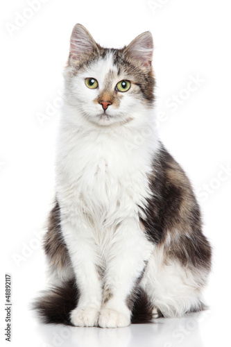 Photo: Domestic cat Domestic cat