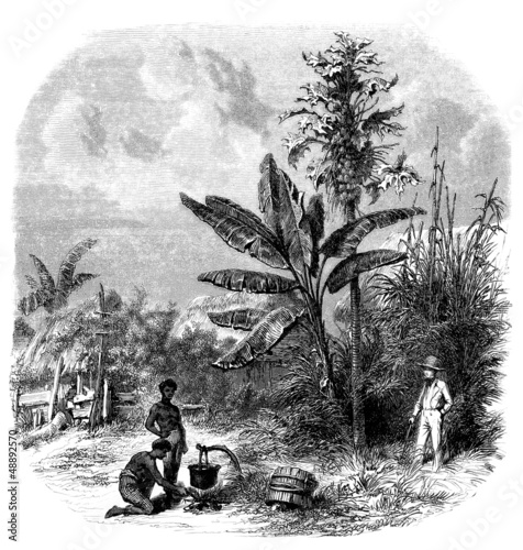 Illustration: Tropical Scene - 19th century Tropical Scene - 19th century