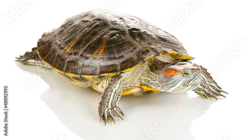 Photo: red ear turtle isolated on white red ear turtle isolated on white