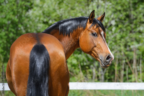 Photo: Bay stallion of Ukrainian riding breed Bay stallion of Ukrainian riding breed
