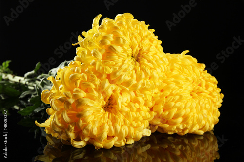 Photo: bright yellow chrysanthemums, on black background bright yellow chrysanthemums, on black background