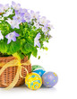 easter eggs with spring flower in basket isolated on white