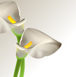 Calla flowers