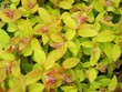 Spring leafs spirea "Golden Princess"