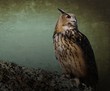 Foto: Eagle Owl. Eagle Owl.