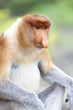 A proboscis monkey sat down, Sandakan.