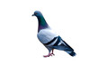 Photo: Taube, isoliert Taube, isoliert