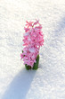 Photo: Colorful bouquet from hyacinth Colorful bouquet from hyacinth