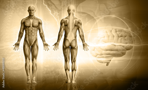 Photo: human body human body