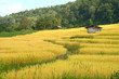 paddy rice field with the farmer hut