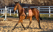 Photo: Horses brown Horses brown
