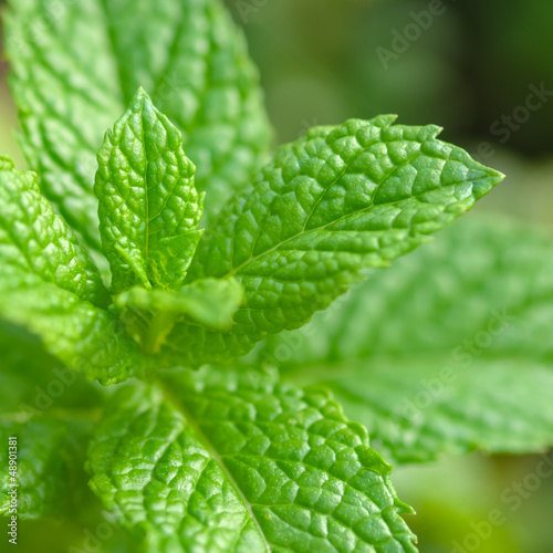 Photo: Mint Plant - Tea and herb, Square compositon Mint Plant - Tea and herb, Square compositon