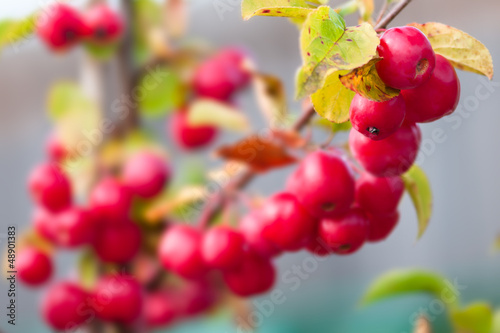 Photo: Crab-apple - Malus - Red sentinel Crab-apple - Malus - Red sentinel
