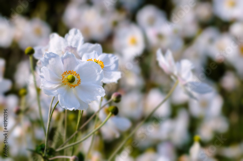 Photo: Japanese Anemones - Autumn white flowers Japanese Anemones - Autumn white flowers