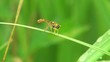close-up of wild wasp