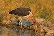 Marabou stork wading in shallow water; Leptoptilos crumeniferus
