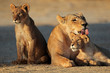 Lioness with cubs, Kalahari desert