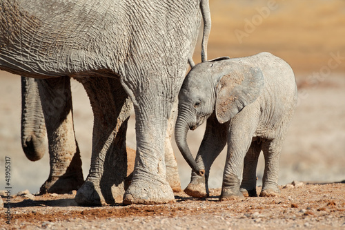 Photo: African elephant calf, Etosha National Park African elephant calf, Etosha National Park