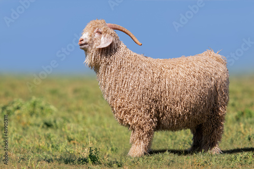 Photo: Angora goat Angora goat