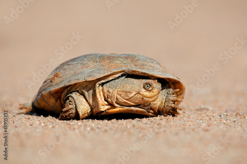 Photo: Helmeted terrapin (Pelomedusa subrufa) Helmeted terrapin (Pelomedusa subrufa)