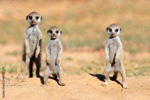 Photo: Cute meerkat babies, Kalahari desert Cute meerkat babies, Kalahari desert