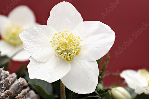 Photo: Christrose Christrose