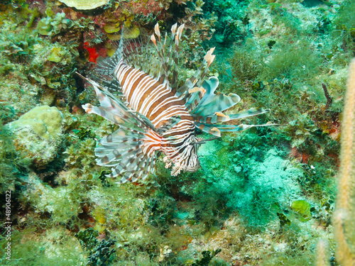 Photo: common lionfish (Pterois volitans) common lionfish (Pterois volitans)