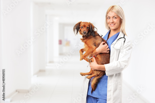 Photo: Smiling female veterinarian holding a dog in a hospital Smiling female veterinarian holding a dog in a hospital