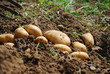 Kartoffelernte