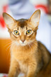 Portrait of a beautiful cat.