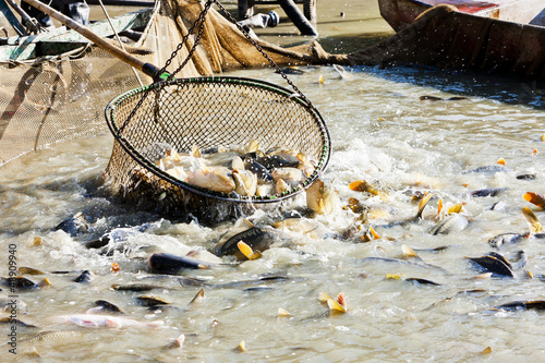 Photo: harvesting pond harvesting pond