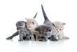 five funny Scottish kittens isolated on white background