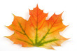 Buntes Herbstlaub