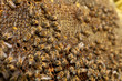 Swarm at work