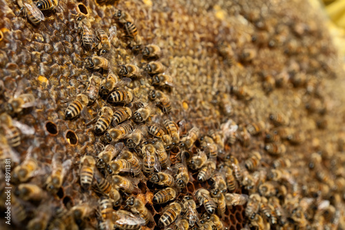 Photo: Swarm at work Swarm at work