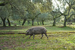 Cerdo ibérico de pata negra en la dehesa