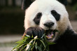 Panda in Chaingmai Zoo, Thailand.