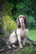Springer Spaniel