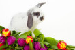 osterhase auf blumen