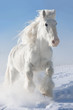 White horse runs gallop in winter
