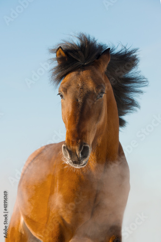 Photo: Red horse runs gallop in front Red horse runs gallop in front