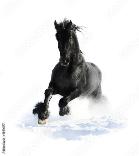 Photo: Black horse runs gallop in winter on the white Black horse runs gallop in winter on the white