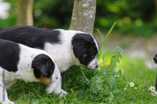 Photo: Puppies Puppies