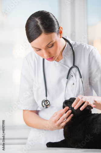Photo: Veterinarian examining teeth of a cat while doing checkup at cli Veterinarian examining teeth of a cat while doing checkup at cli
